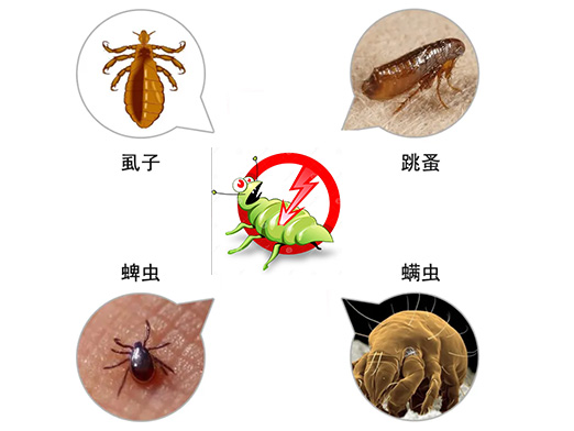 灭虱子快速上门服务 专业高效安全有保障