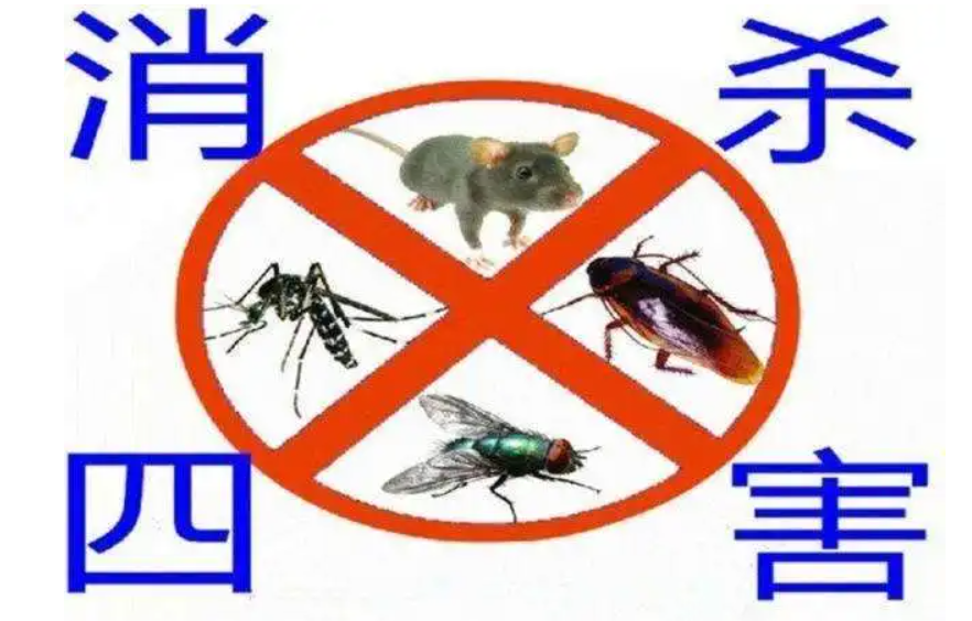 除四害中的“四害”指的是什么？