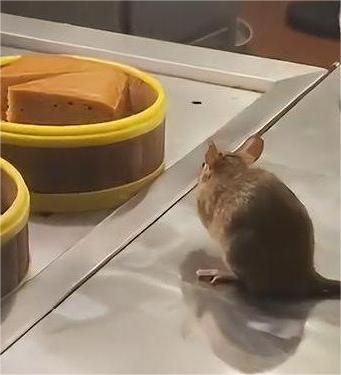 冬天老鼠进屋，怎么办？